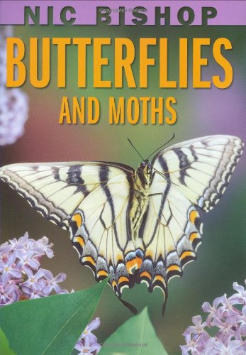 Butterflies and Moths