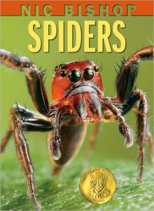 Spiders