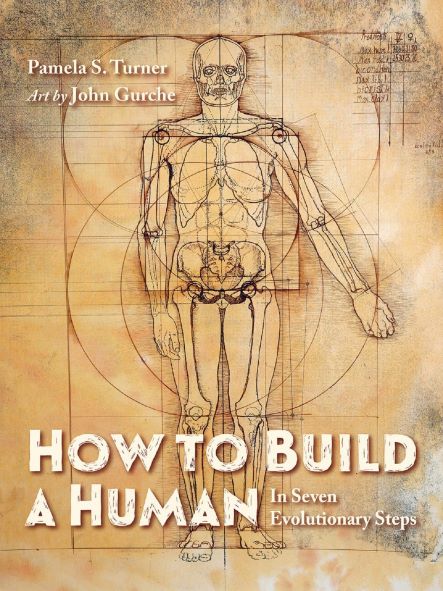 How to Build a Human in Seven Evolutionary Steps